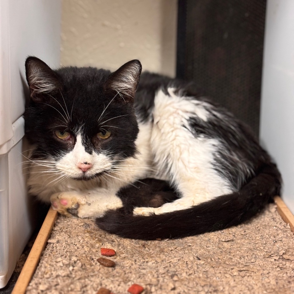 Bubba, an adoptable Domestic Short Hair in Midland, TX, 79701 | Photo Image 2