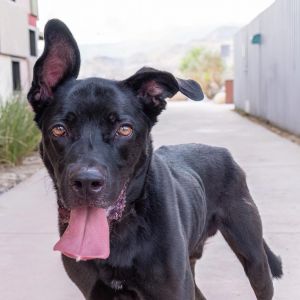 Sirrius, Adult Male Labrador Retriever
