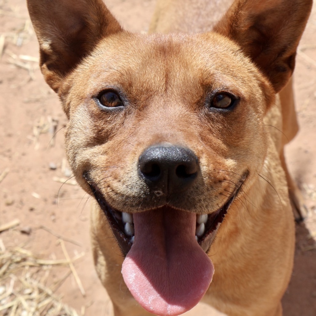 Jabba, an adoptable Mixed Breed in Moab, UT, 84532 | Photo Image 1