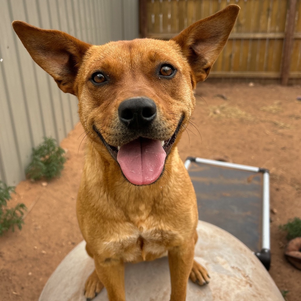 Jabba, an adoptable Mixed Breed in Moab, UT, 84532 | Photo Image 1