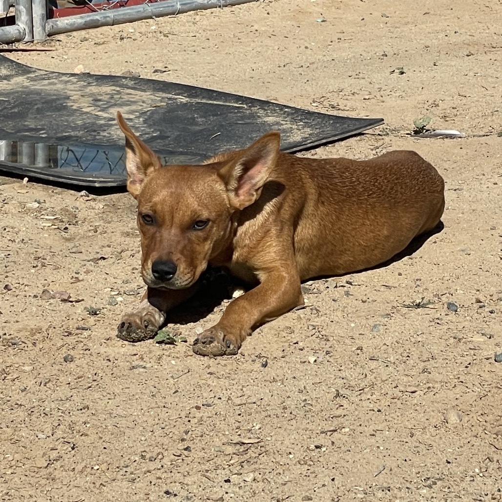 Jabba, an adoptable Mixed Breed in Moab, UT, 84532 | Photo Image 2