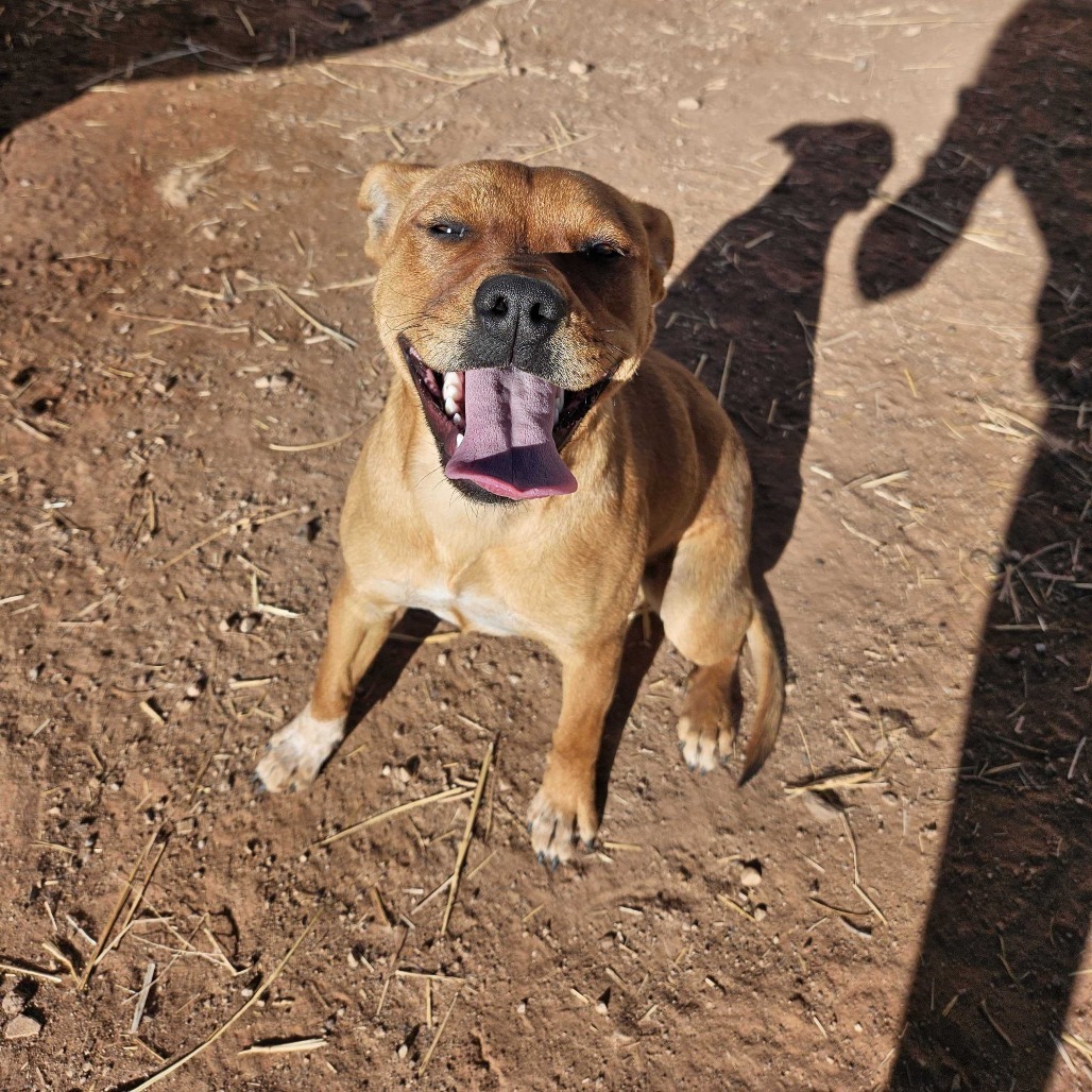 Jabba, an adoptable Mixed Breed in Moab, UT, 84532 | Photo Image 3