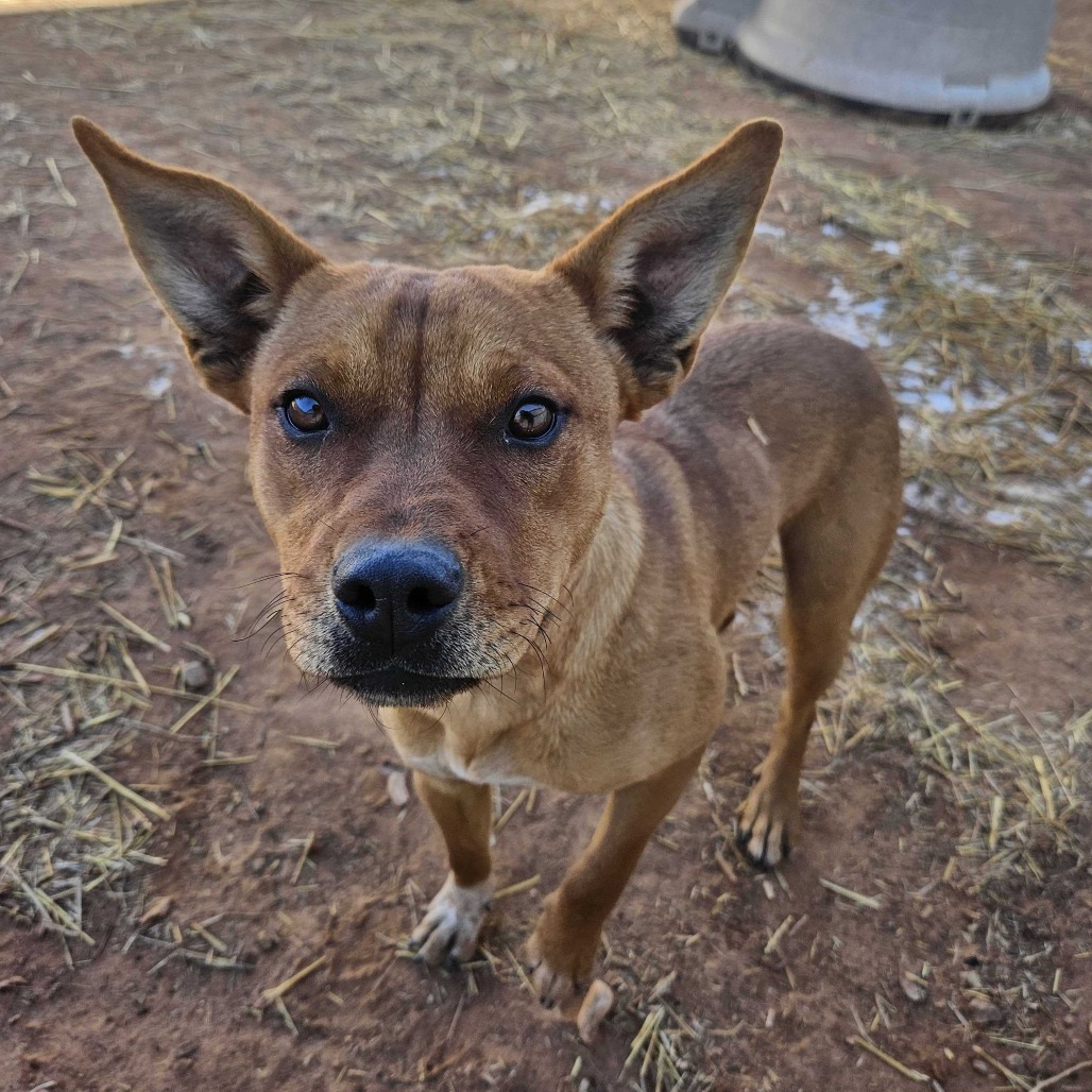 Jabba, an adoptable Mixed Breed in Moab, UT, 84532 | Photo Image 4