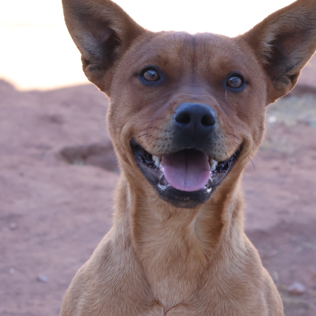 Jabba, an adoptable Mixed Breed in Moab, UT, 84532 | Photo Image 5