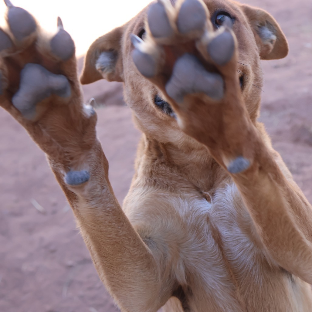 Jabba, an adoptable Mixed Breed in Moab, UT, 84532 | Photo Image 6