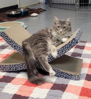 Princess, Adult Female unknown