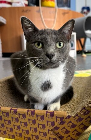 Roxy, Adult Female unknown