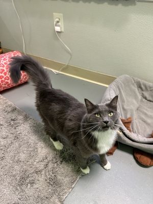 Scrappy, Adult Female unknown
