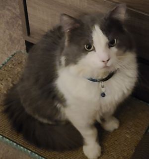 Patrick, Adult Male unknown