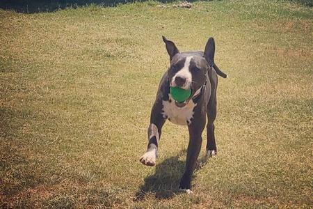 Domino