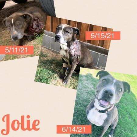 Jolie