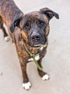 Meet Ermo a friendly easygoing dog who gets along well with others He is house-trained and crate-