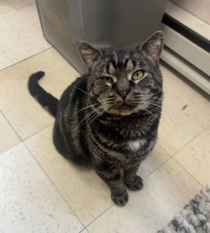 Jay Domestic Short Hair Cat