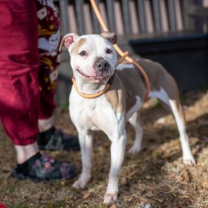 Munni needs a honey This sweet girl is only a year old and at risk in an overcrowded shelter Shes