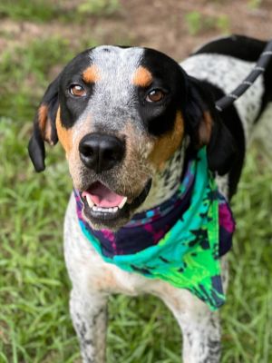 Hercules, Adult Male Bluetick Coonhound