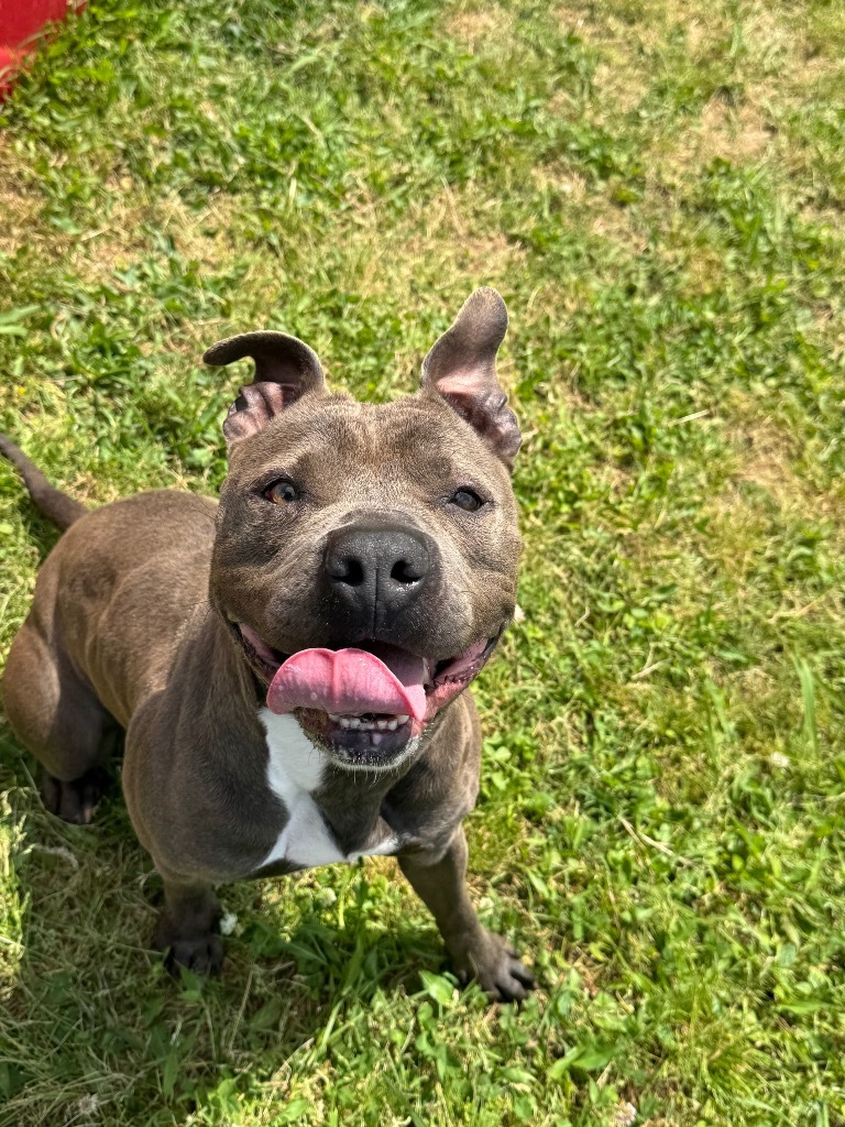Duchess