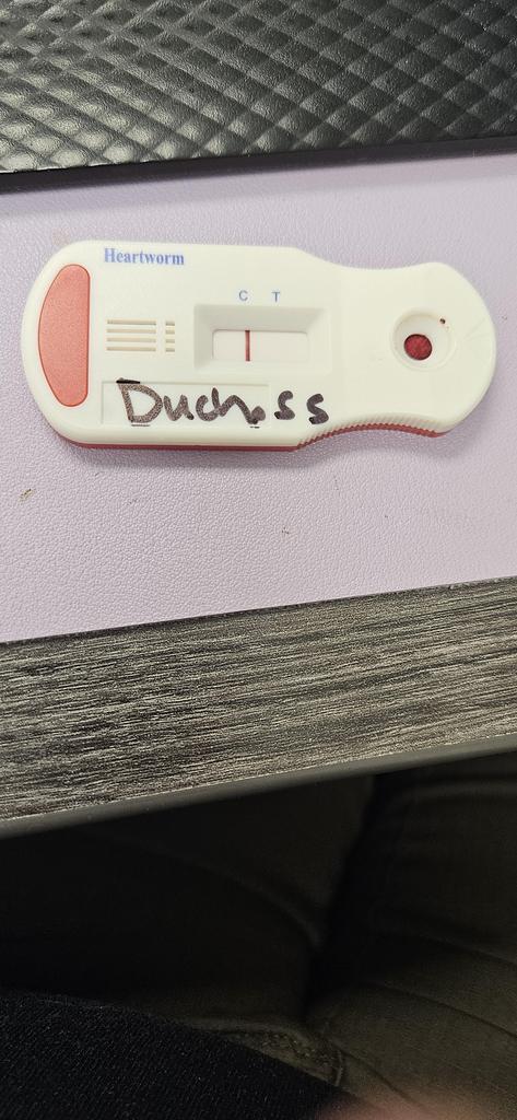 Duchess