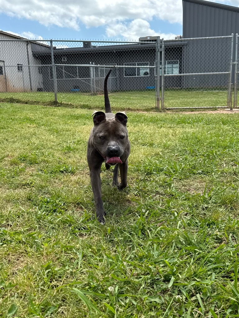 Duchess