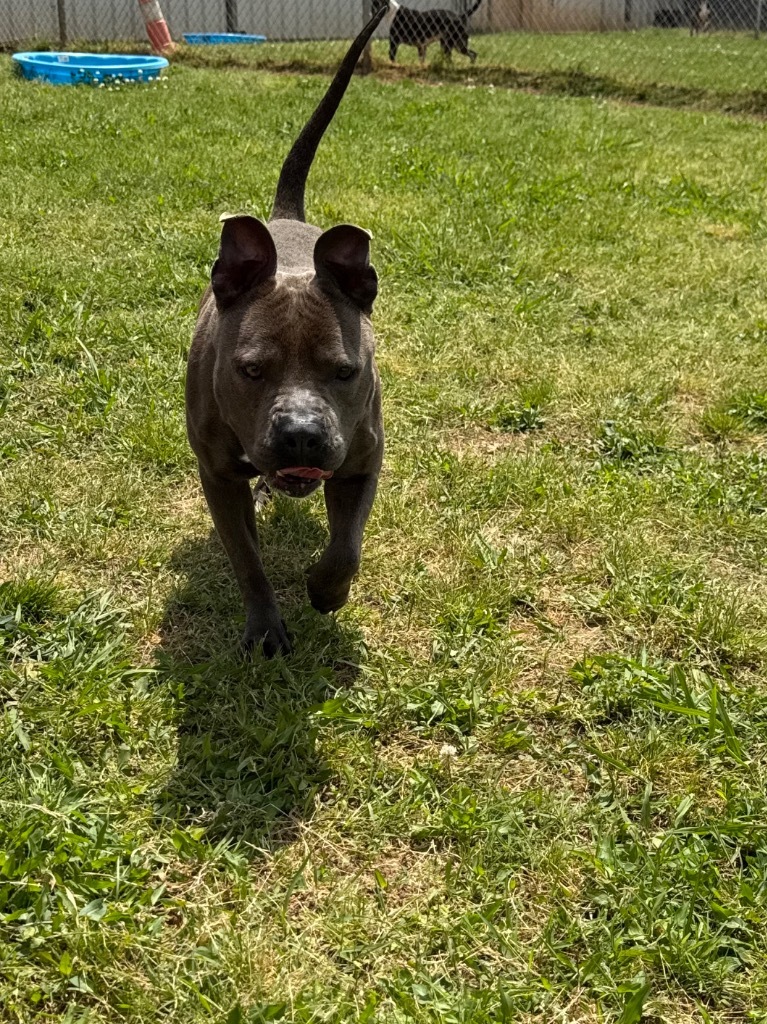 Duchess