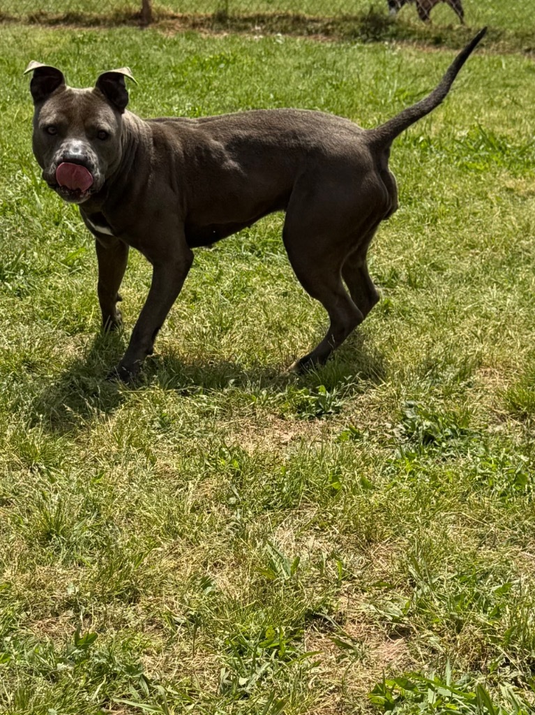Duchess