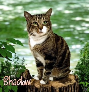 Shadow 32012