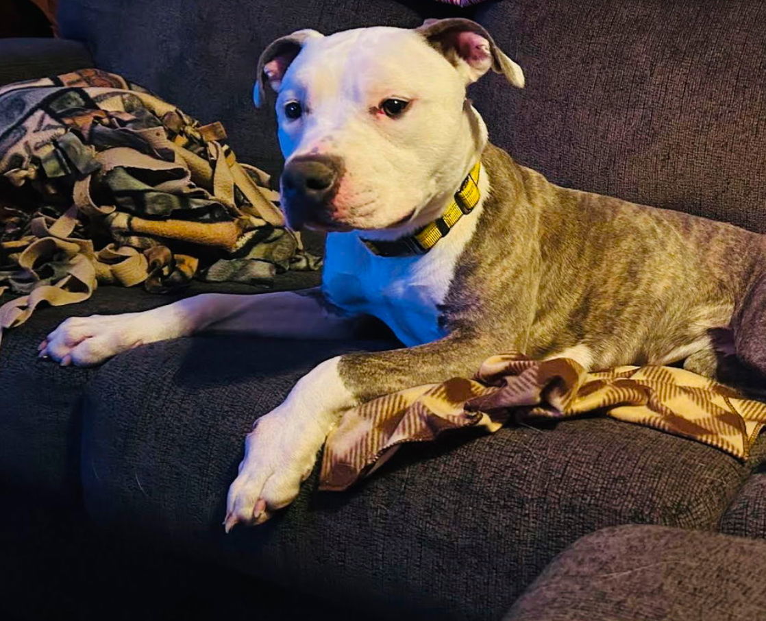 Xena, an adoptable Pit Bull Terrier in Duluth, MN, 55802 | Photo Image 1