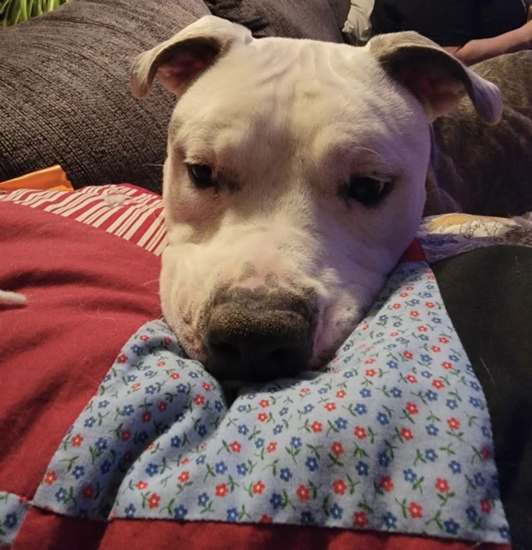 Xena, an adoptable Pit Bull Terrier in Duluth, MN, 55802 | Photo Image 3