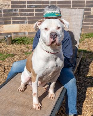 Omni was dumped during a snowstorm and luckily someone took him in Here at the shelter he has shown