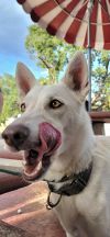 Farrah (&#34;vida&#34;) photo 1
