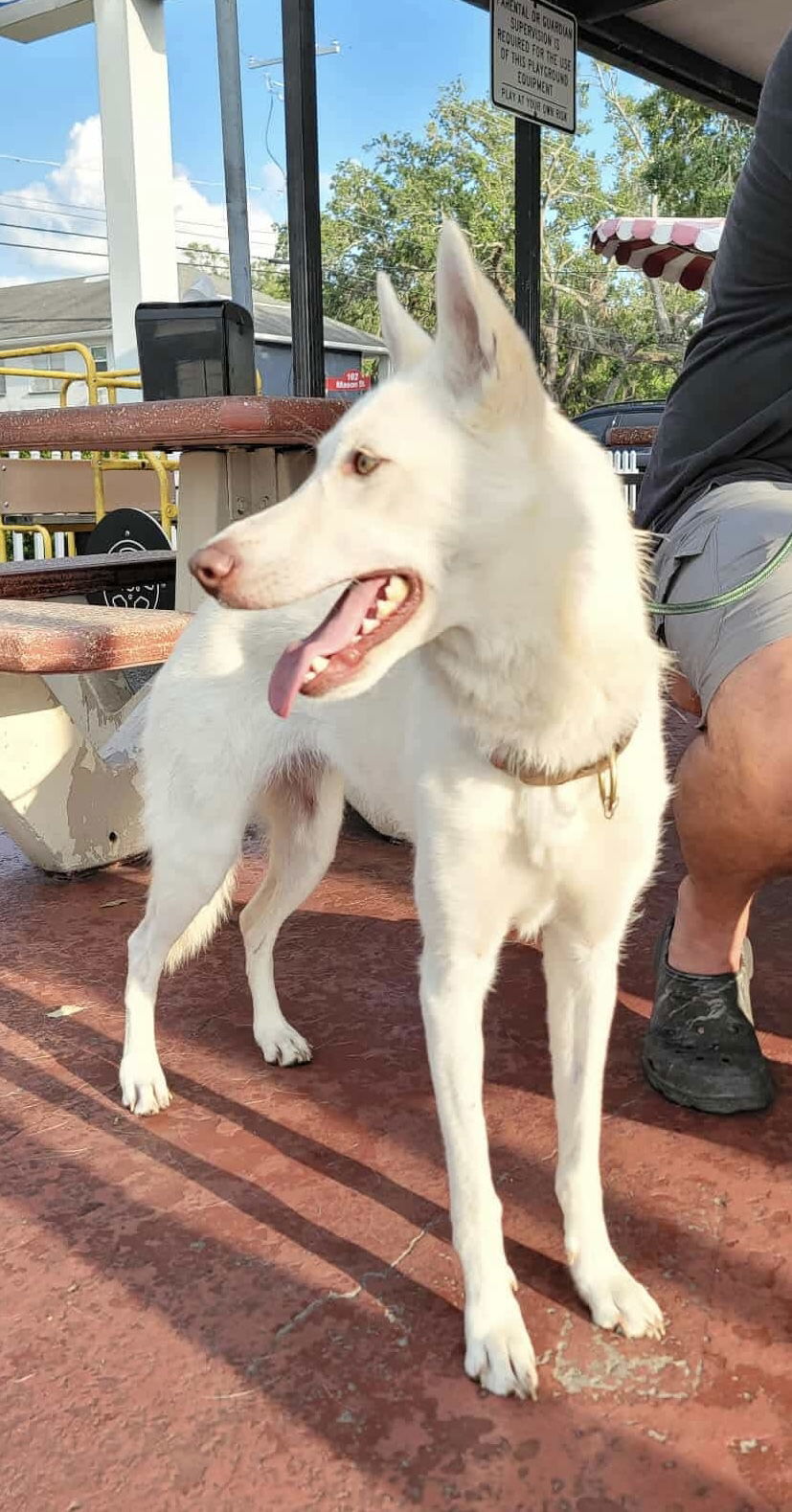 Farrah ("vida")