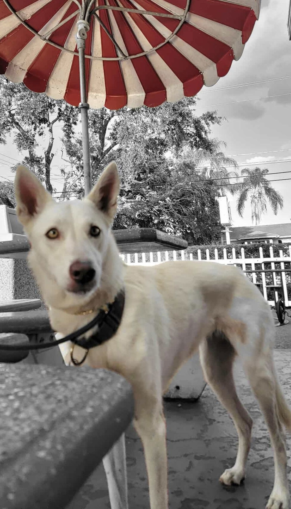 Farrah ("vida")
