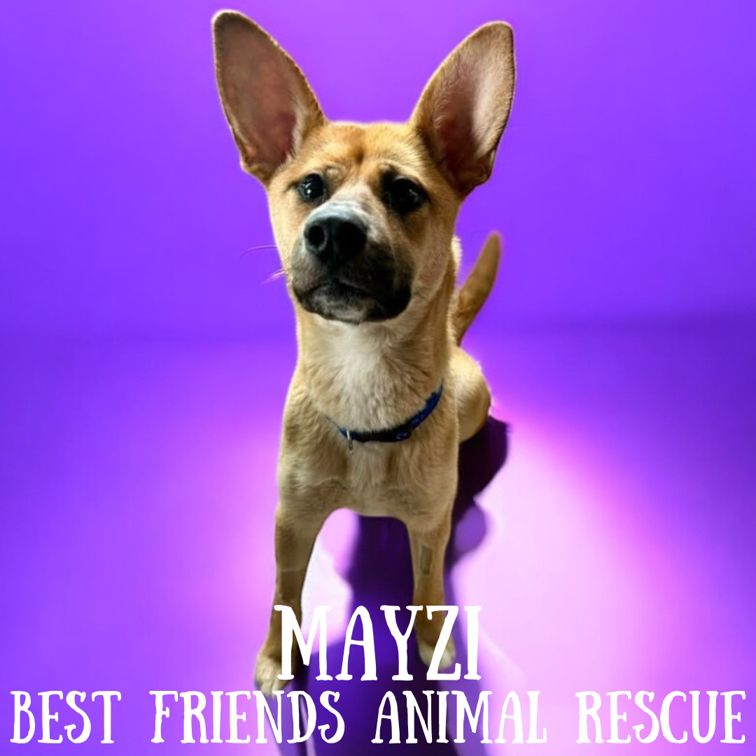 Mayzi, an adoptable Husky, Cardigan Welsh Corgi in Wasilla, AK, 99654 | Photo Image 1