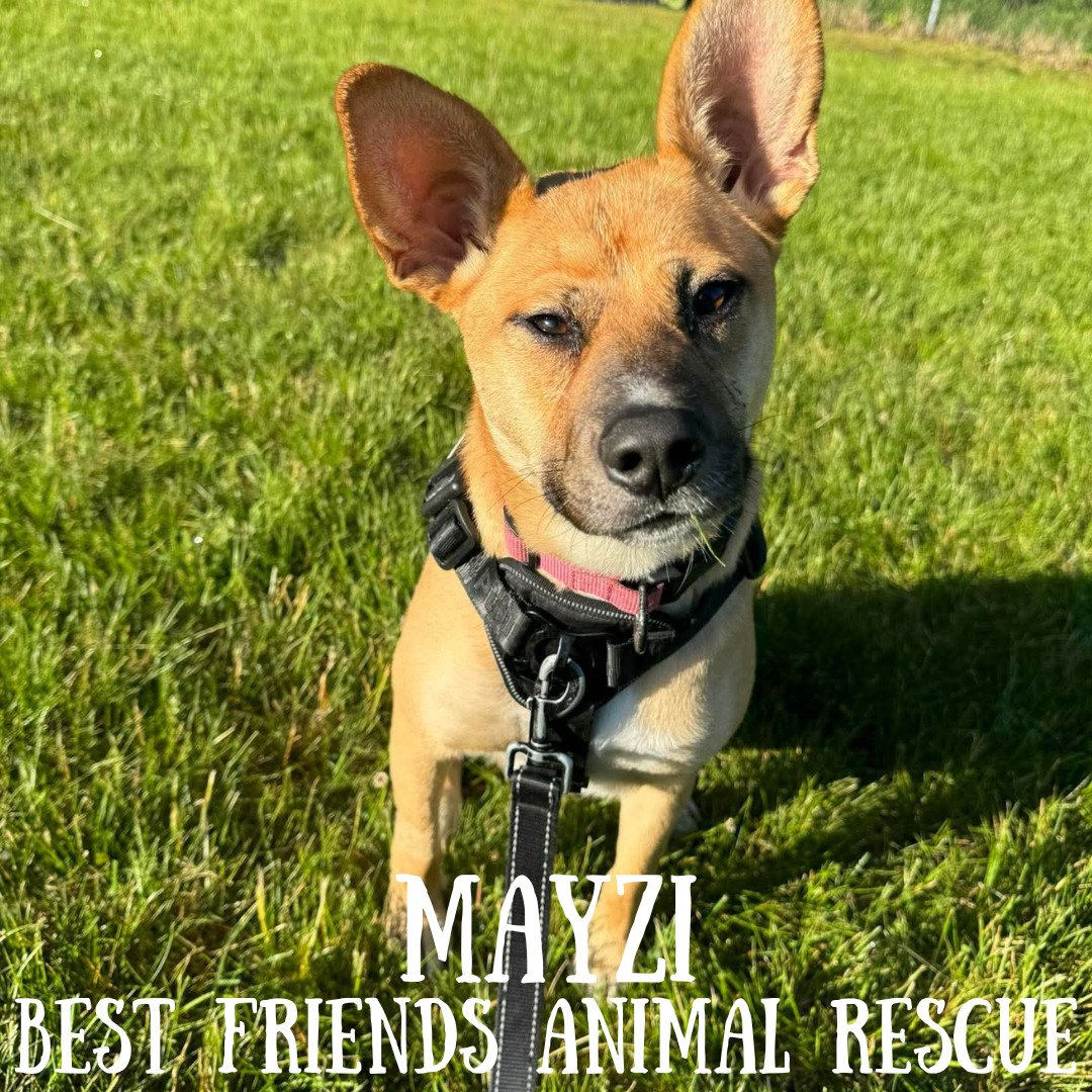 Mayzi