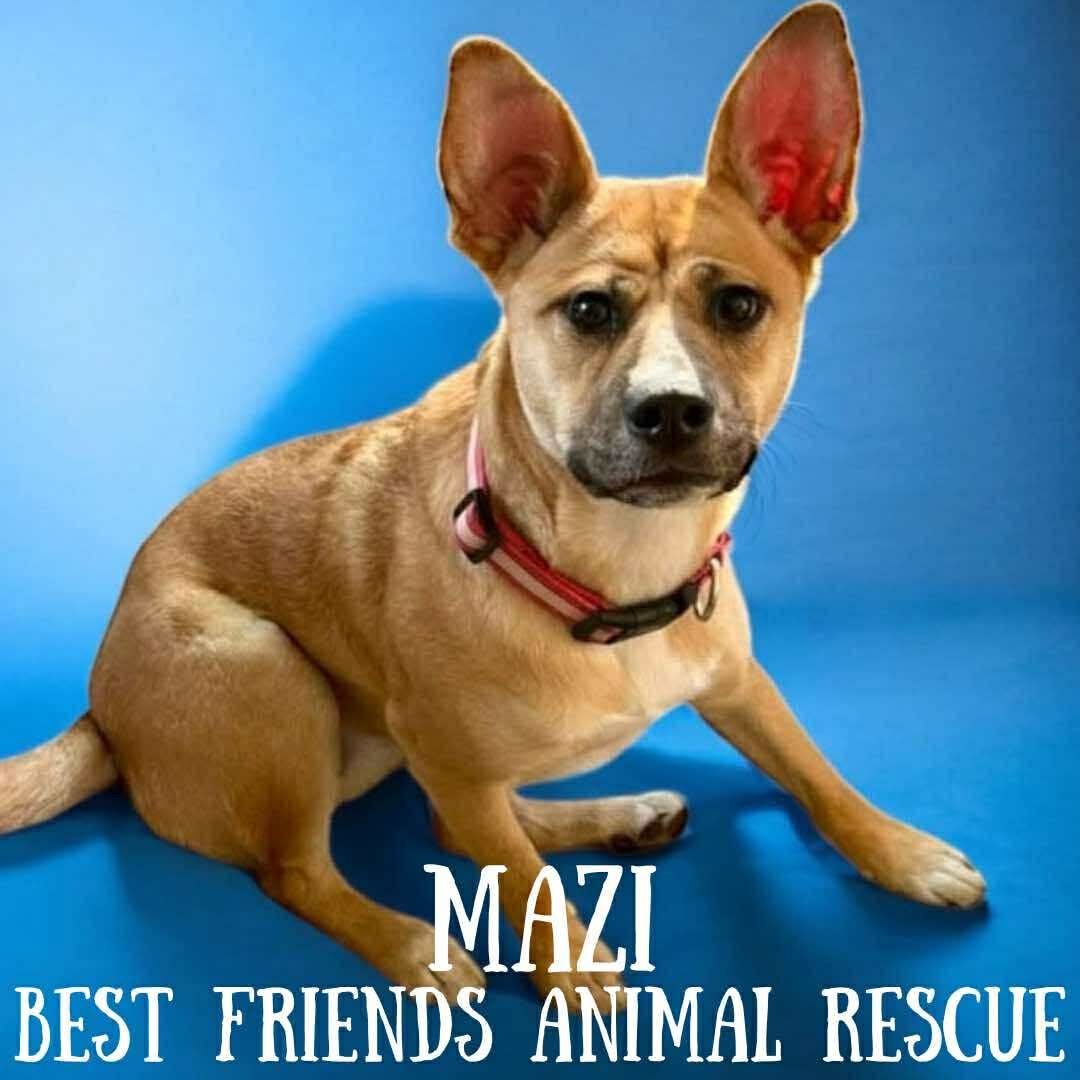 Mayzi, an adoptable Husky, Cardigan Welsh Corgi in Wasilla, AK, 99654 | Photo Image 1