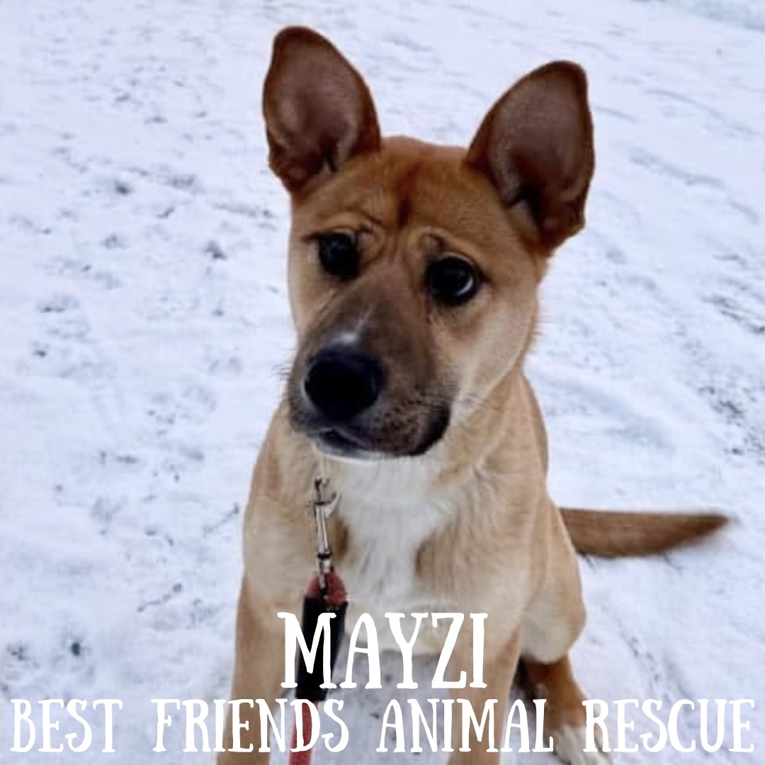 Mayzi, an adoptable Husky, Cardigan Welsh Corgi in Wasilla, AK, 99654 | Photo Image 2