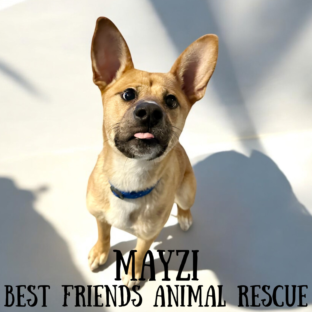 Mayzi, an adoptable Husky, Cardigan Welsh Corgi in Wasilla, AK, 99654 | Photo Image 3