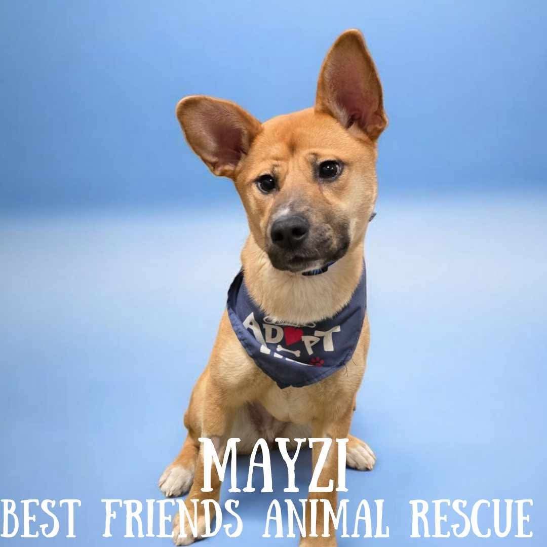 Mayzi, an adoptable Husky, Cardigan Welsh Corgi in Wasilla, AK, 99654 | Photo Image 4