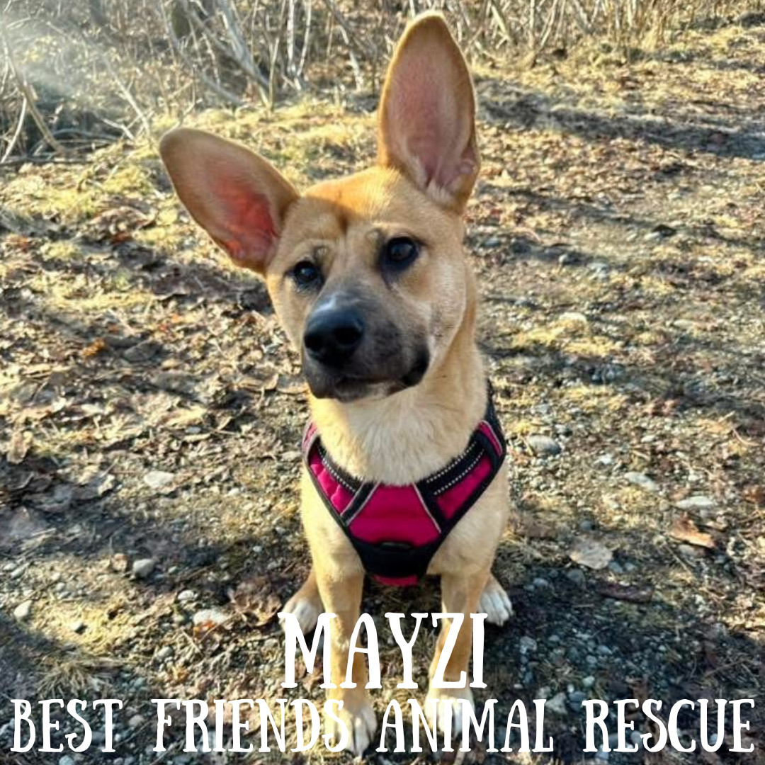 Mayzi, an adoptable Husky, Cardigan Welsh Corgi in Wasilla, AK, 99654 | Photo Image 5