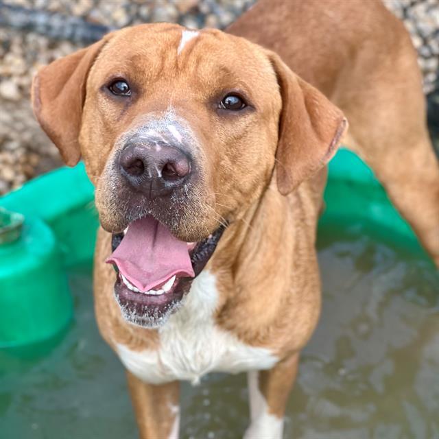 HUMPHREY, an adoptable Shar-Pei, Bloodhound in Indianapolis, IN, 46221 | Photo Image 1