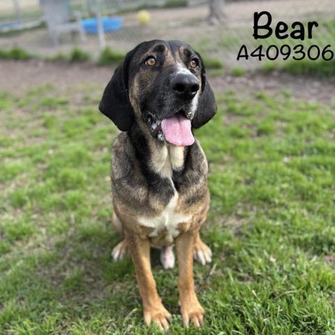 BEAR, an adoptable Bloodhound, Mixed Breed in Conroe, TX, 77385 | Photo Image 1