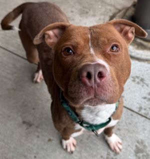 Sky, Adult Female Pit Bull Terrier