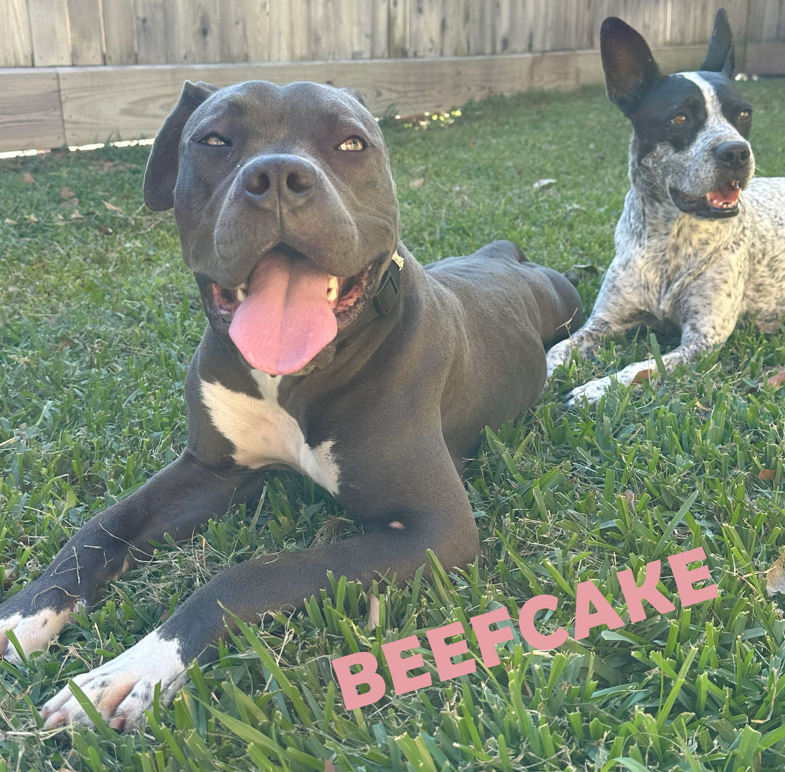 Beefcake #playful-pooch