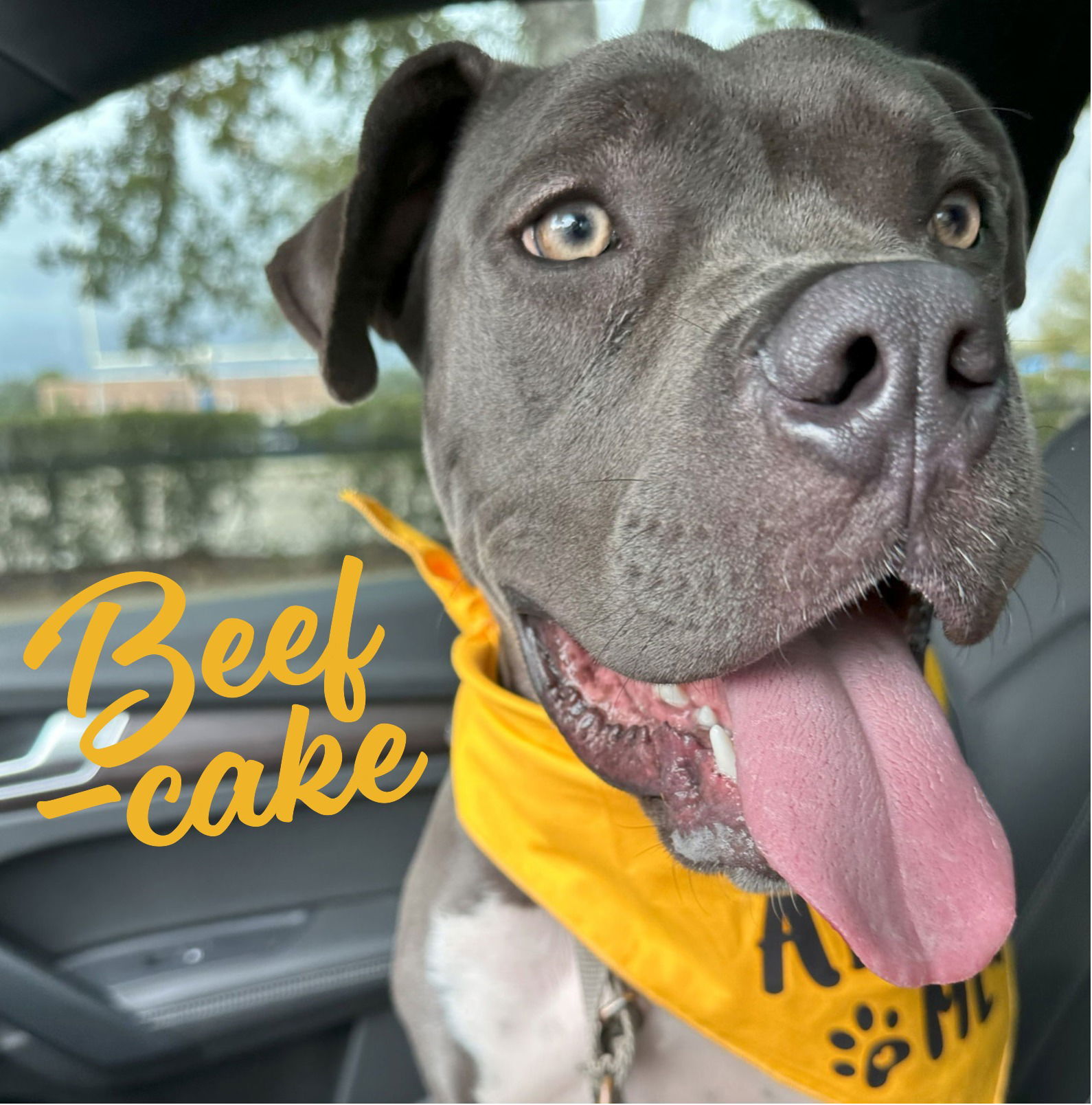 Beefcake #playful-pooch