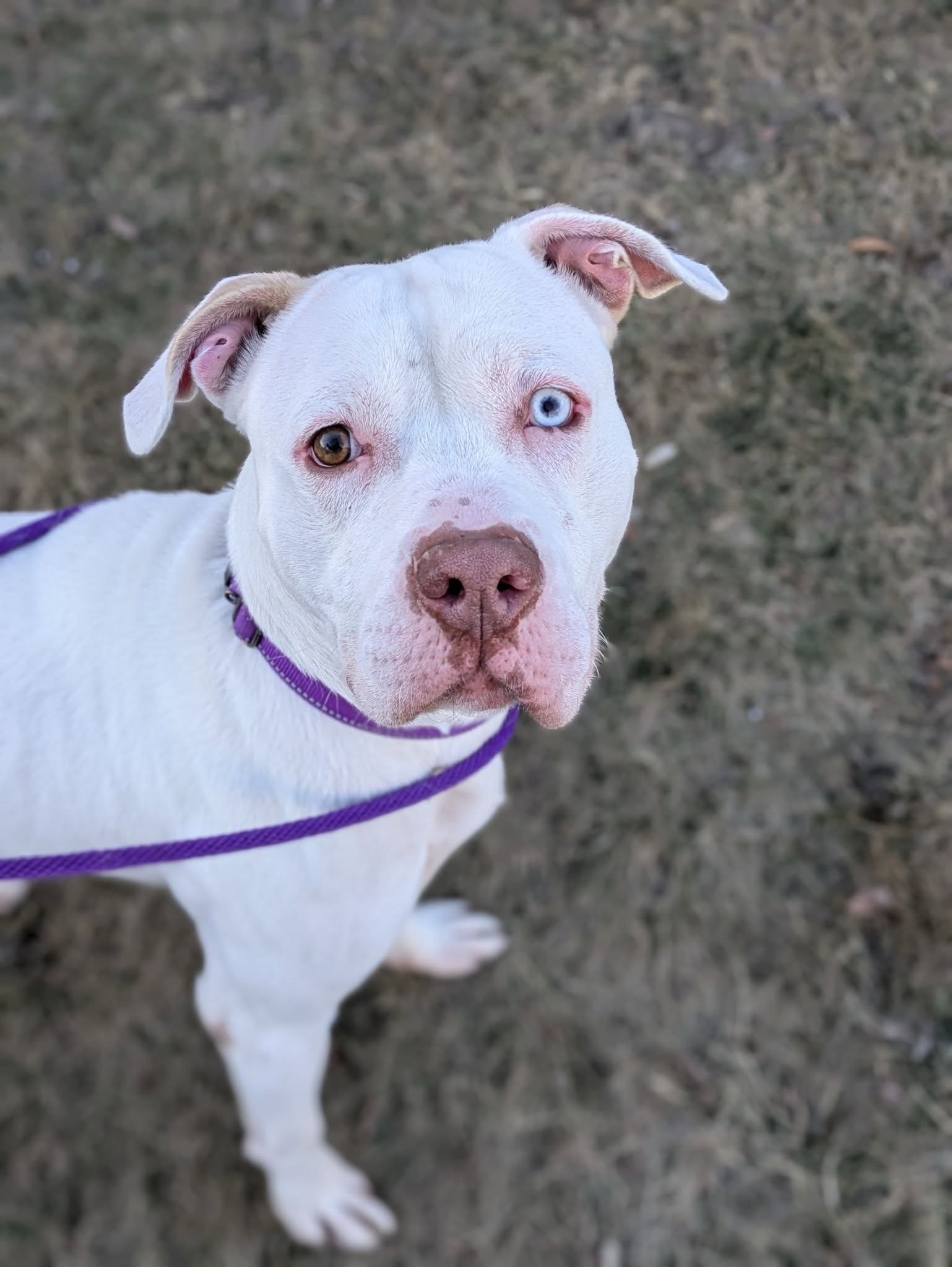Roscoe, an adoptable Pit Bull Terrier, American Bulldog in Little Chute, WI, 54140 | Photo Image 1