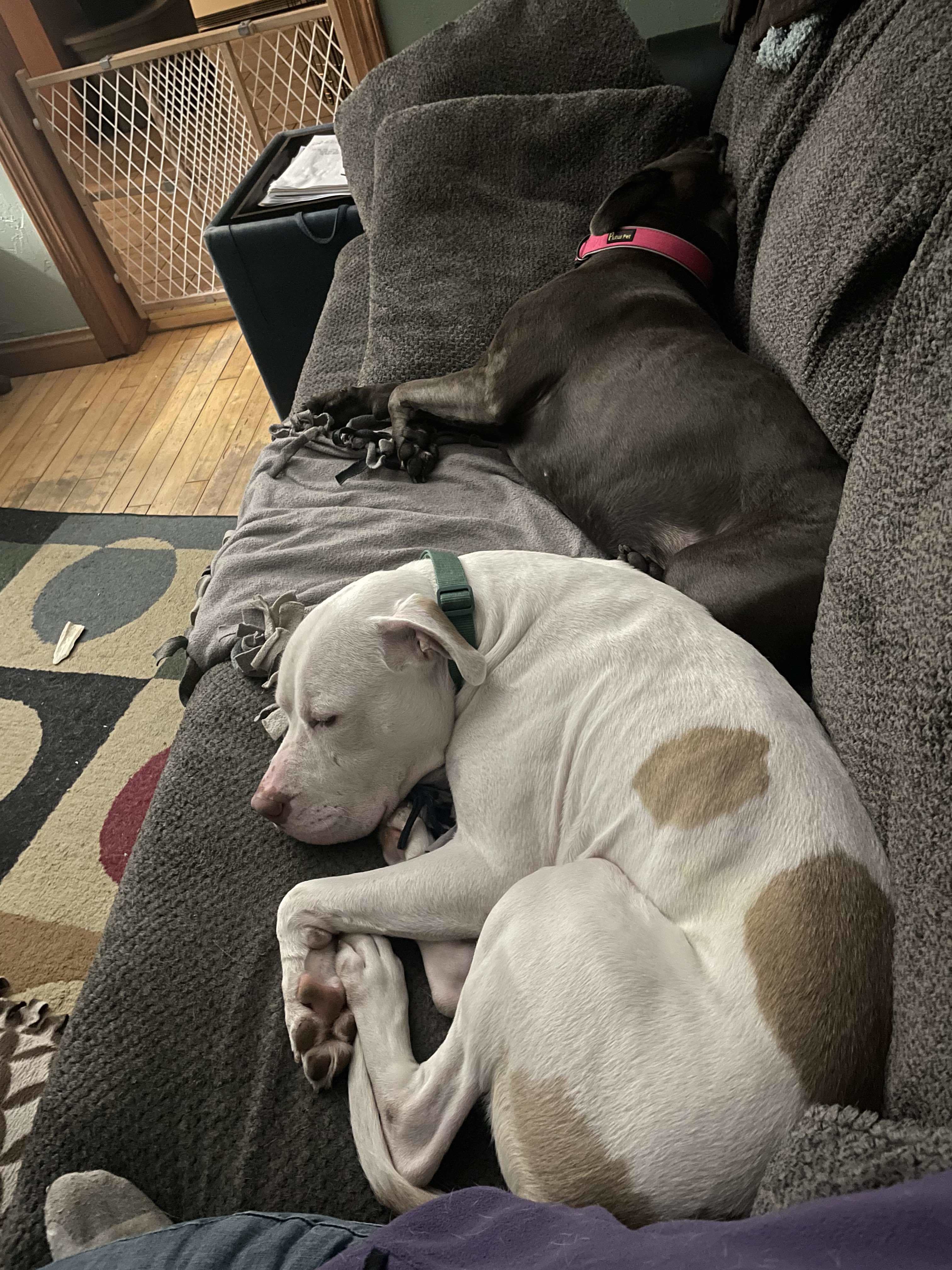 Roscoe, an adoptable Pit Bull Terrier, American Bulldog in Little Chute, WI, 54140 | Photo Image 2