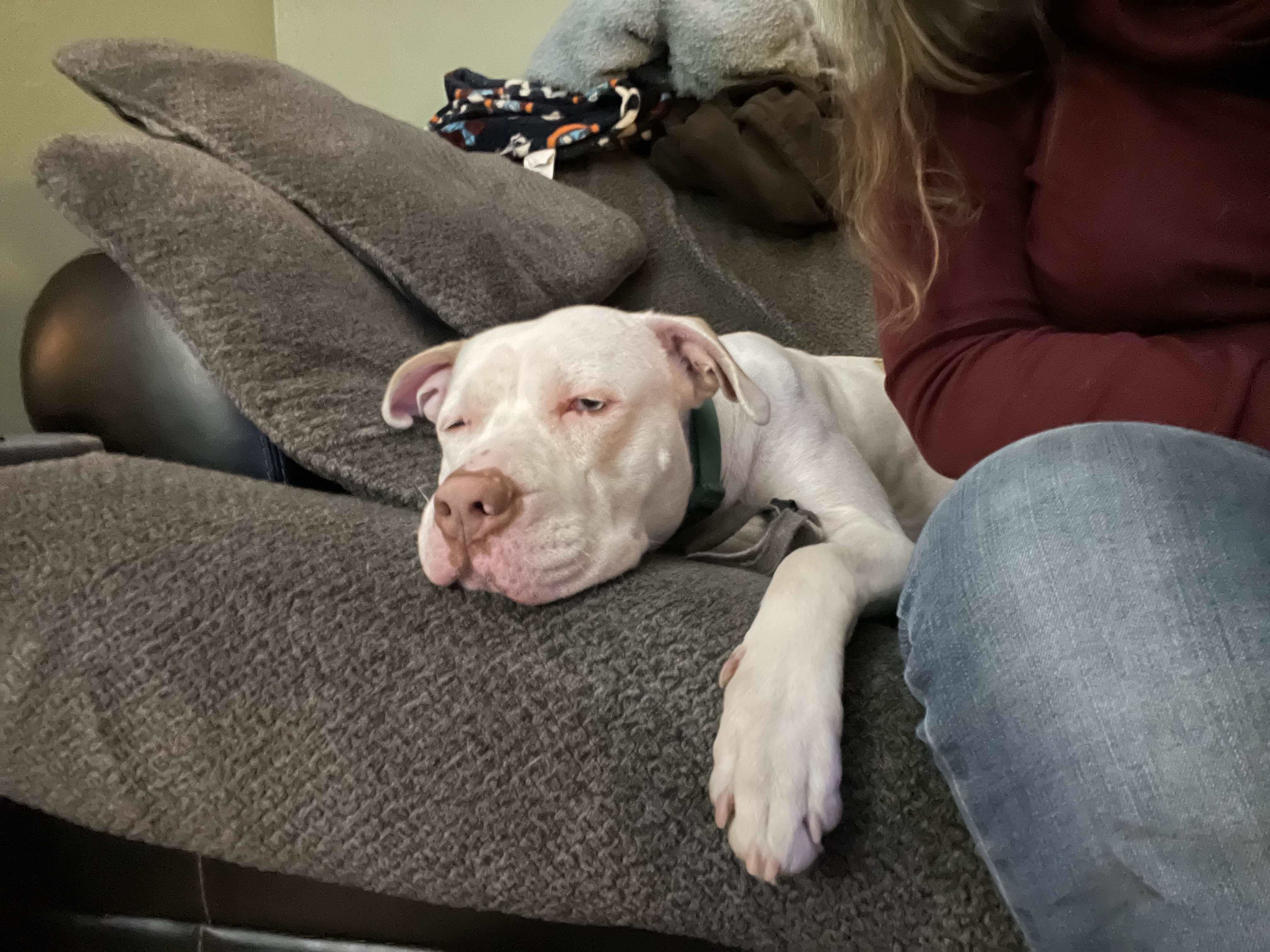 Roscoe, an adoptable Pit Bull Terrier, American Bulldog in Little Chute, WI, 54140 | Photo Image 3