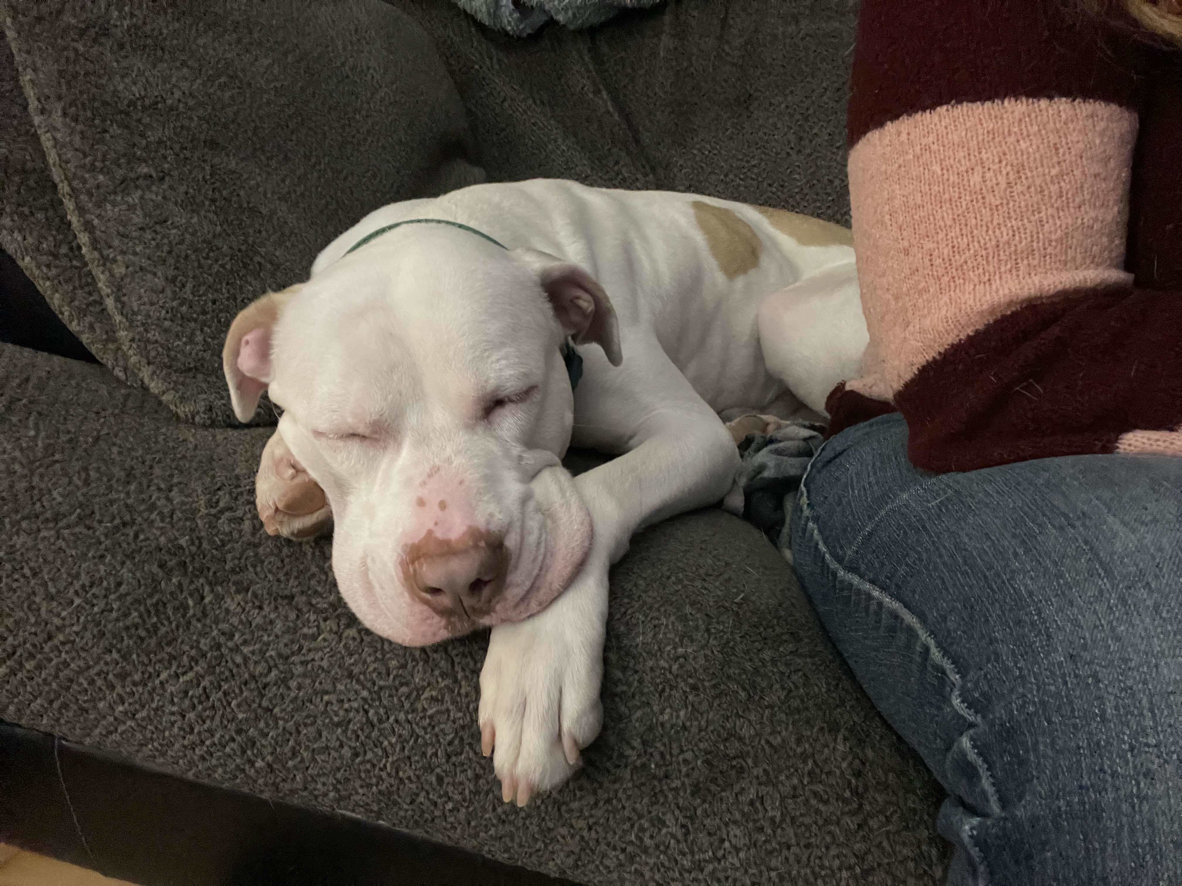 Roscoe, an adoptable Pit Bull Terrier, American Bulldog in Little Chute, WI, 54140 | Photo Image 4