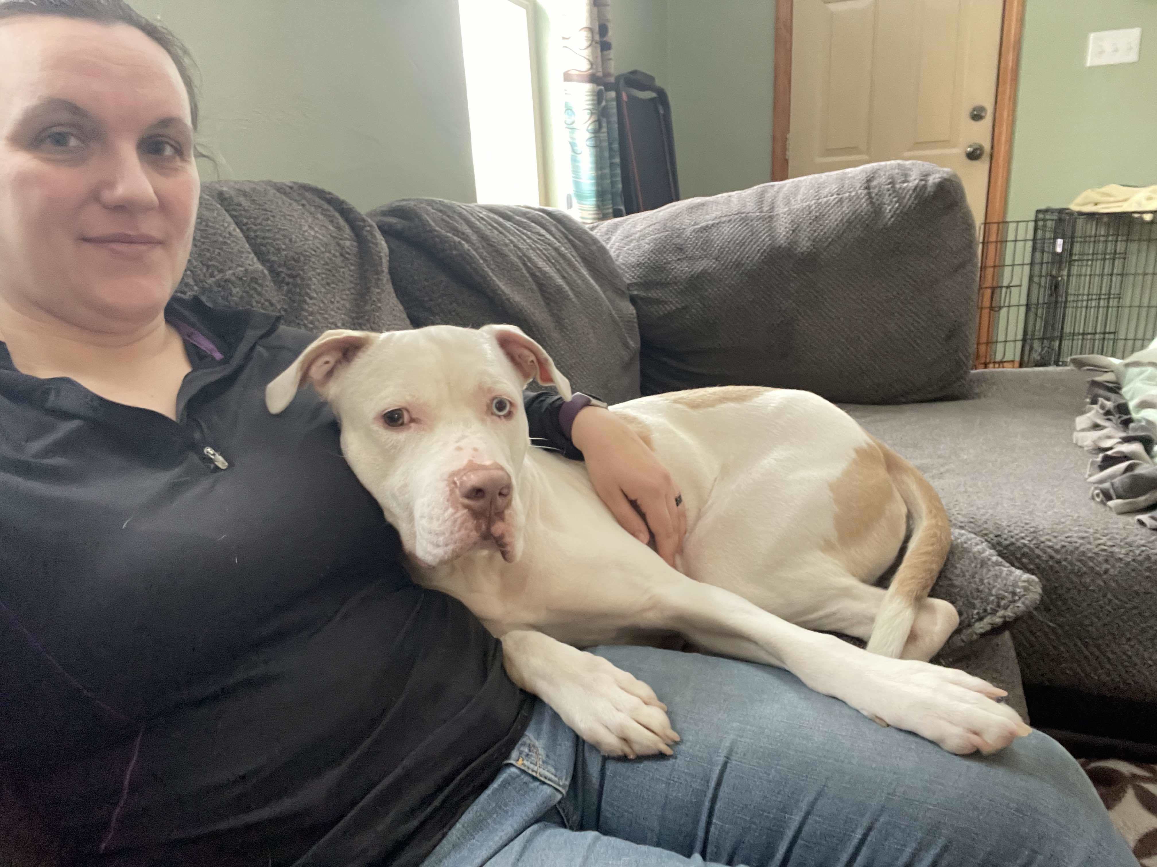 Roscoe, an adoptable Pit Bull Terrier, American Bulldog in Little Chute, WI, 54140 | Photo Image 5