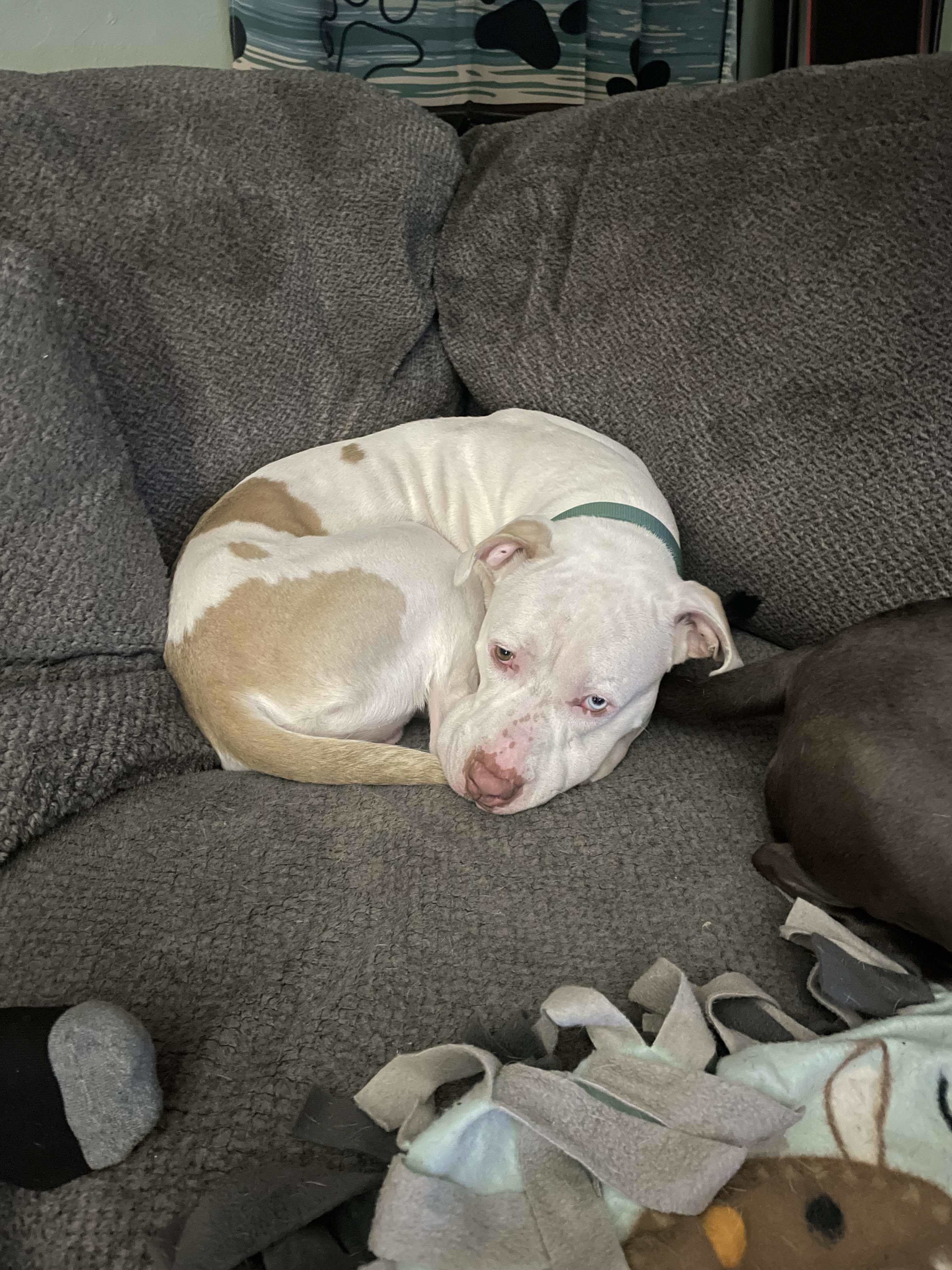 Roscoe, an adoptable Pit Bull Terrier, American Bulldog in Little Chute, WI, 54140 | Photo Image 6