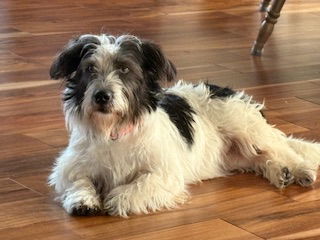 Gidget